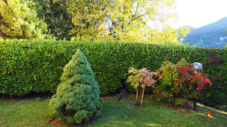 Privacy hedge around a backyard