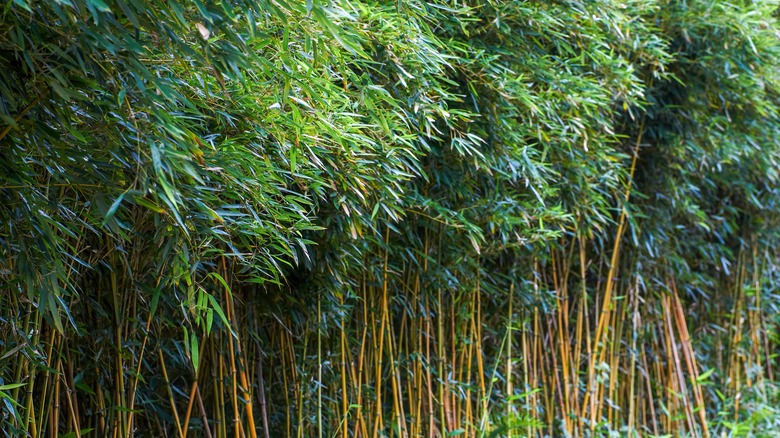 Bamboo growing in a dense colony