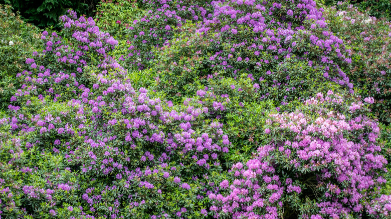 Purple rhododendron shrub