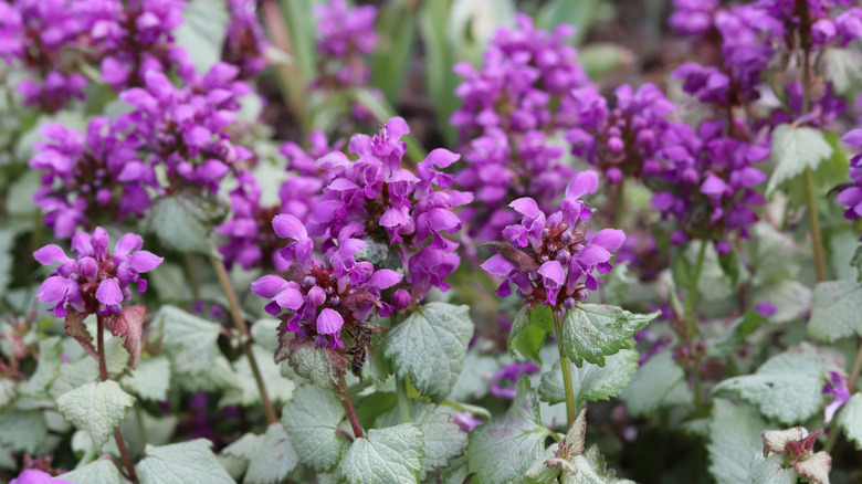 'Purple Dragon' dead nettle in bloom