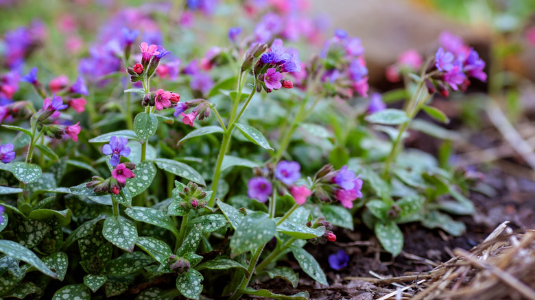 Lungwort in bloom with purple flowers