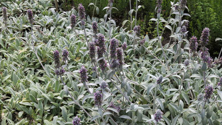 Lamb's ear plant blooming with purple flowers