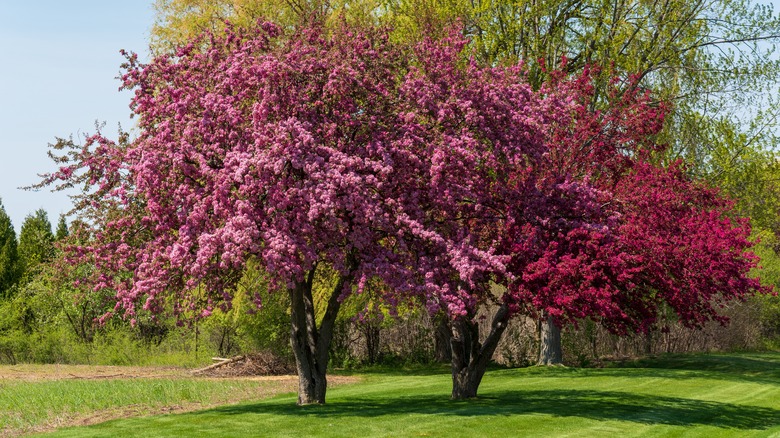 crabapple trees in bloom