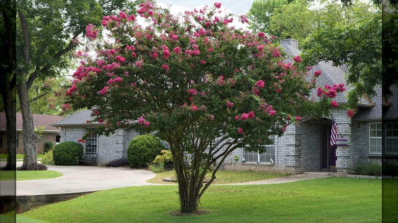 blooming crepe myrtle bush
