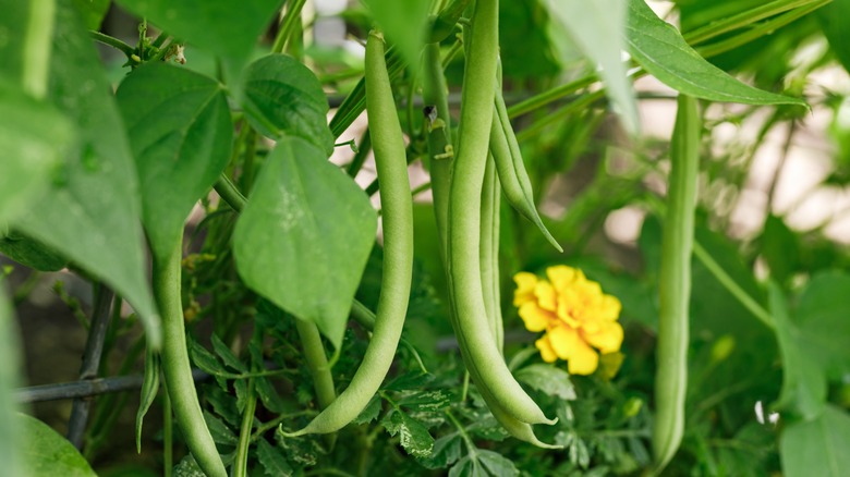 Green beans growing in garden