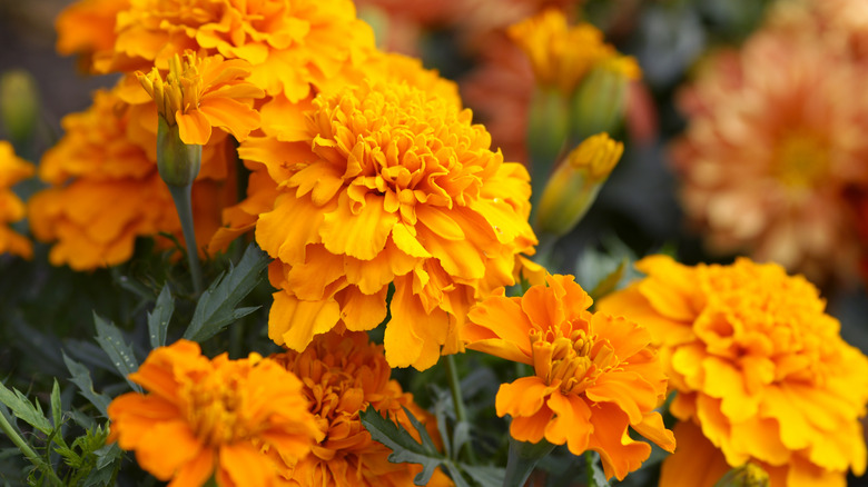 Close-up of bright orange marigold blooms