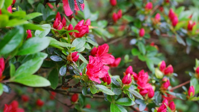 Closeup of hot pink azalea flowers