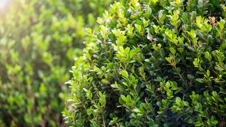 closeup of a boxwood bush