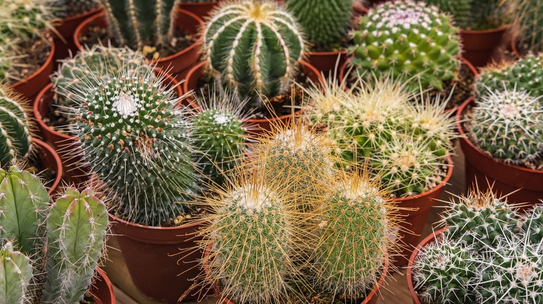 Different types of cacti in plant pots