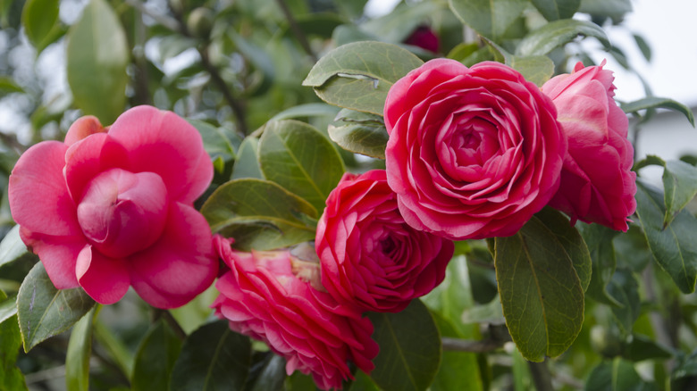 red camellia flowers in bloom