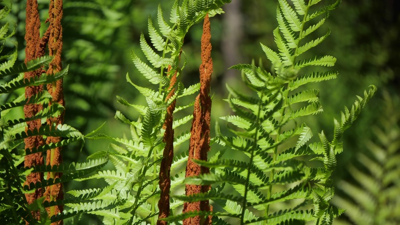 cinnamon fern plant