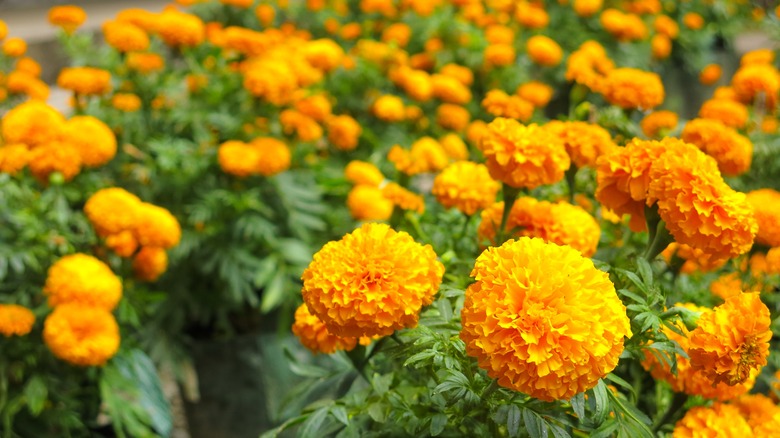 Large batch of marigold flowers in bloom