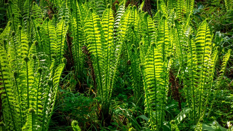 Group of young royal ferns growing in the wild