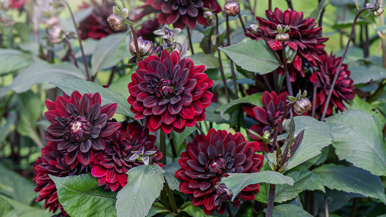 Dark red dahlia flowers in bloom