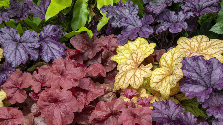 Purple palace coral bells in a garden