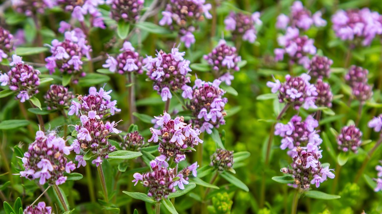 Purple thyme flower blooms