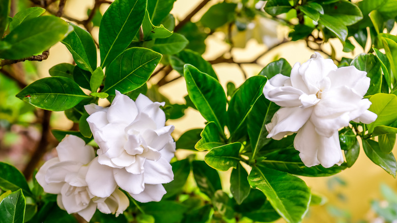 Gardenia blossoms on branches