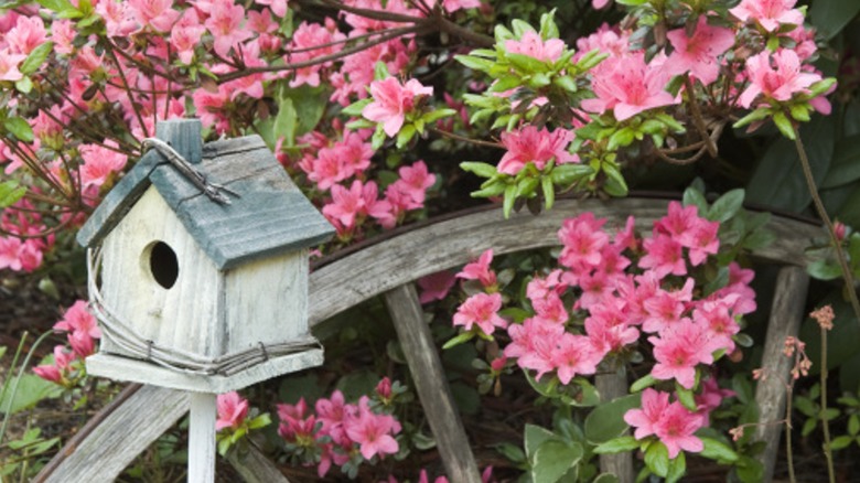 azalea bush with garden decor