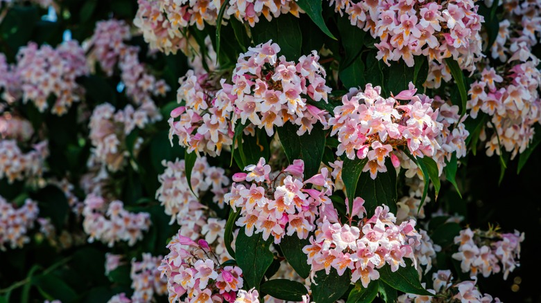 beautybush flowers