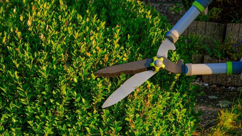 pruning a boxwood