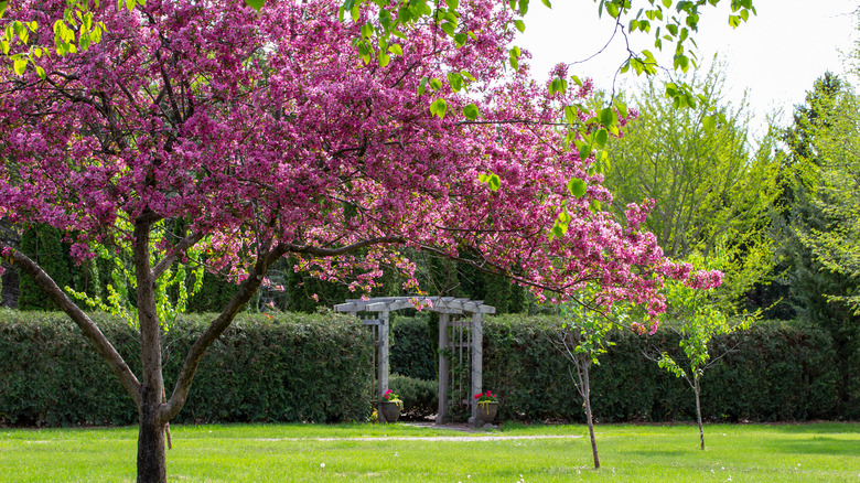 ornamental crabapple tree