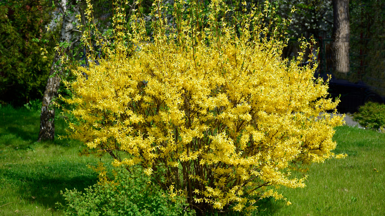 forsythia bush in bloom