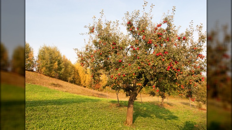 apple tree in a field