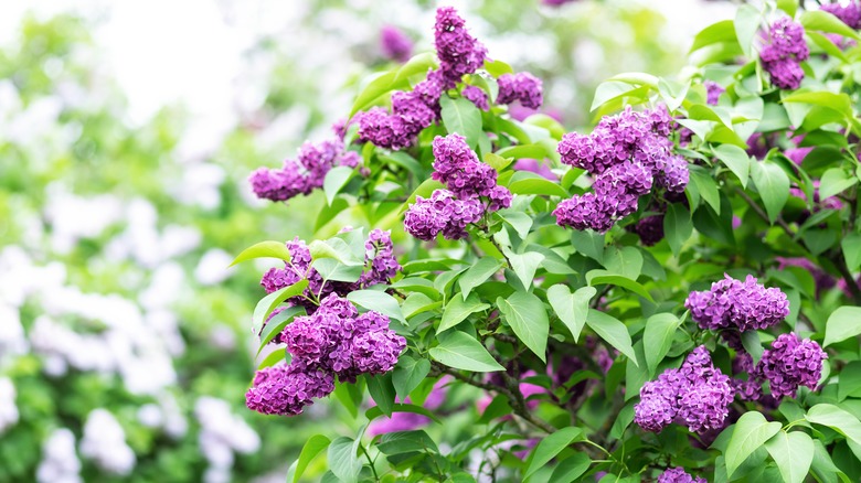 lilac bush in bloom