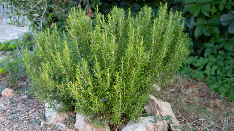 rosemary bush