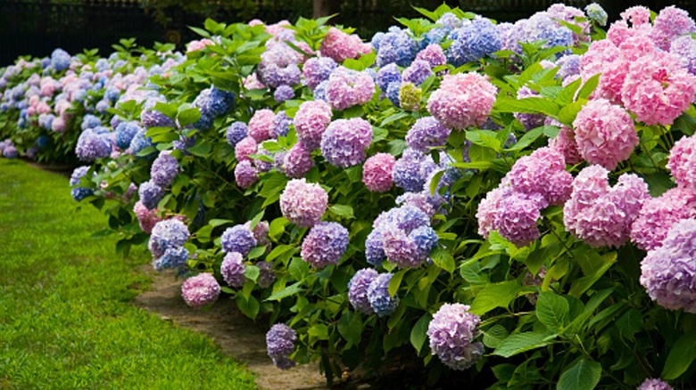 row of blooming hydrangeas