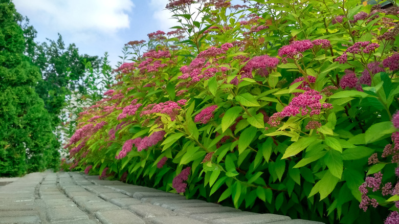 row of spirea bushes