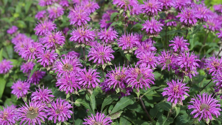 Bee balm cluster in garden