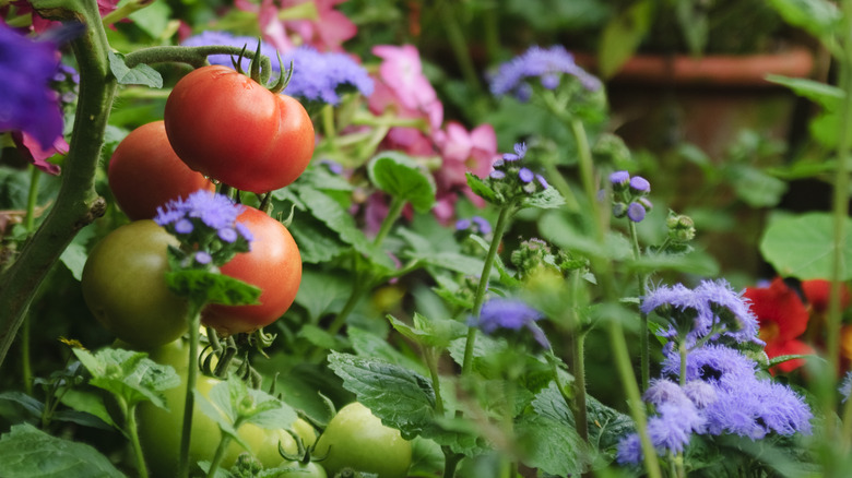 Tomatoes next to bee balm