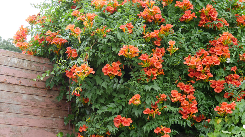 Trumpet vine in bloom