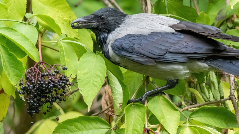 Plants You'll Want In Your Yard Or Garden To Attract Crows