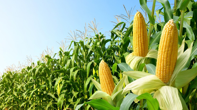 Corn cobs growing in a field