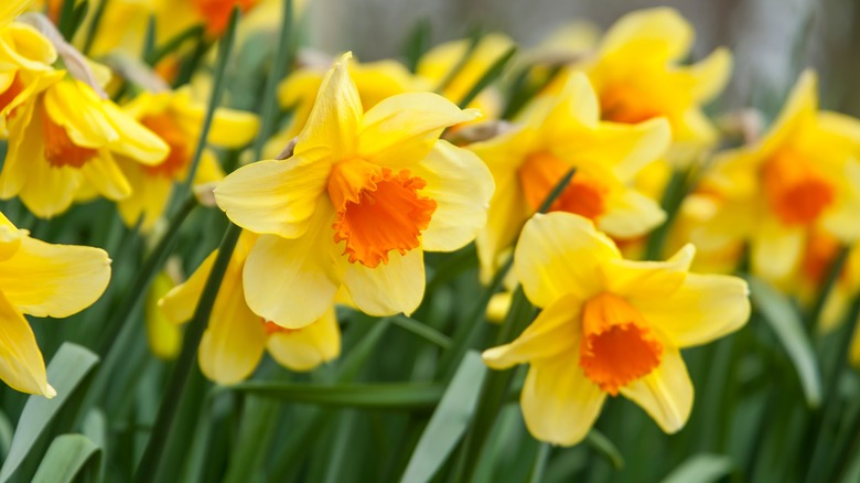 Bunch of growing daffodils