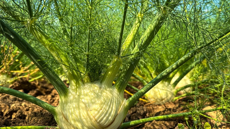 Fennel bulb growing in a garden