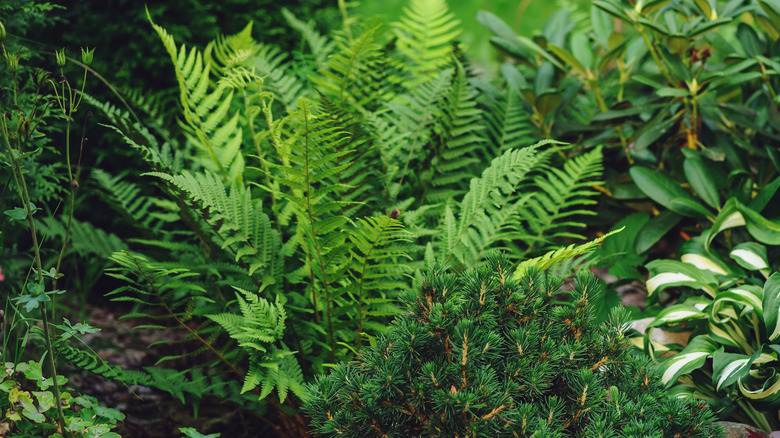 Ferns growing in the wild