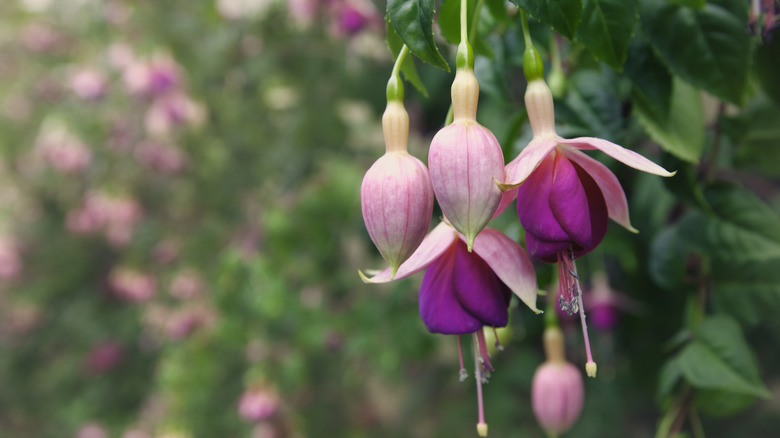 Fuschia flowers in bloom