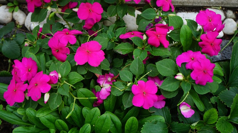 Pink impatiens 