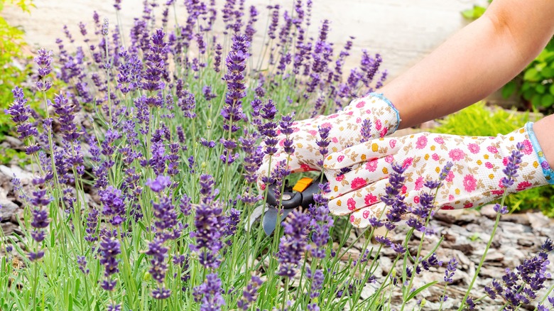 A person tending to wild lavender plants