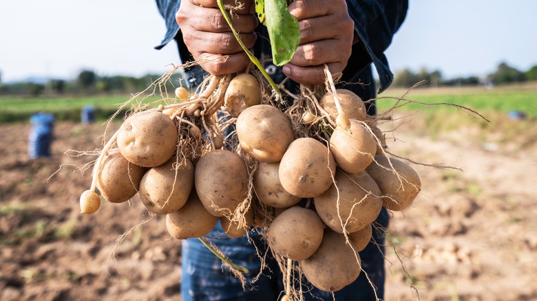 Farmer holding a yield of potatoes