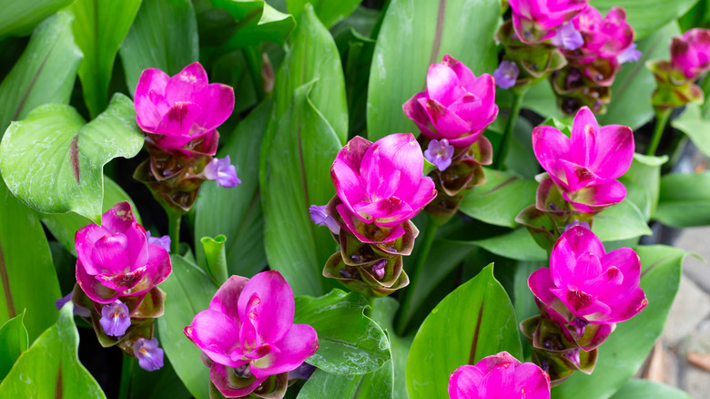 Pink wild turmeric flowers