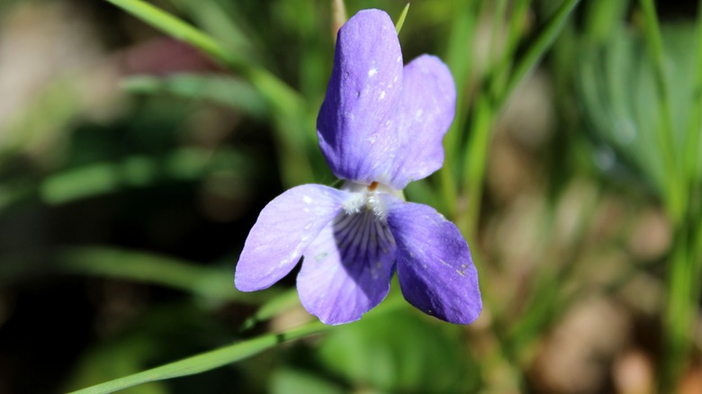 Violets growing in the wild