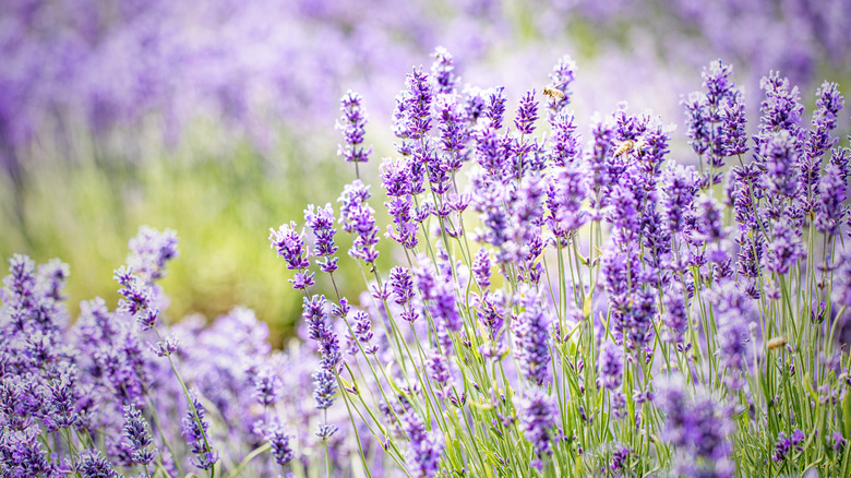 Field of lavender plants