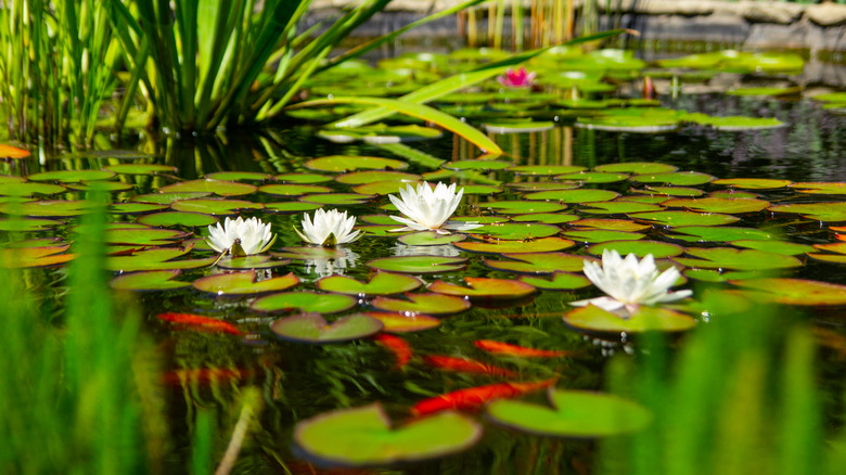 Water lilies floating in pond