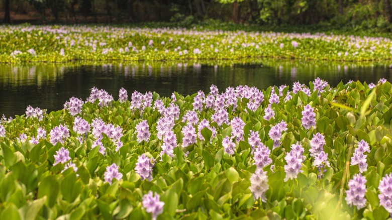 Purple flowers floating in pond