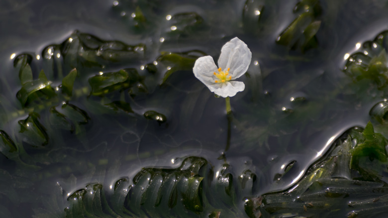 Submerged pond plant with flower