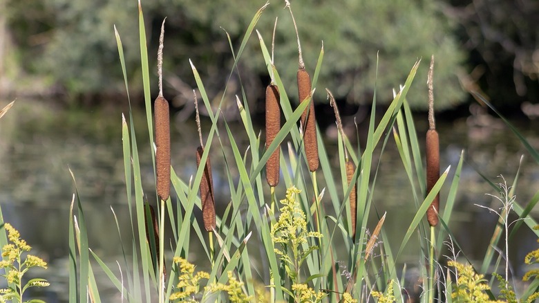 Group of brown cattails